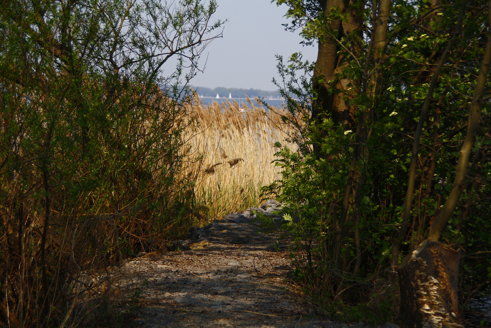 am Steinhuder Meer