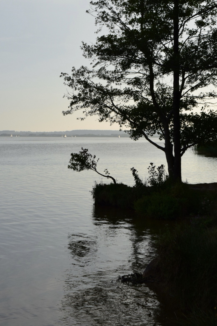 Am Steinhuder Meer