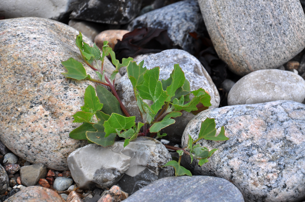 Am Steinstrand (3)