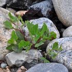 Am Steinstrand (3)