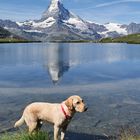 am Stellisee 