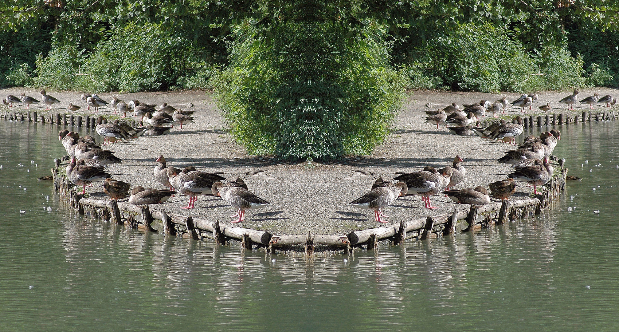 Am Stempflesee in Augsburg ..... eine Spiegelung