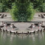 Am Stempflesee in Augsburg ..... eine Spiegelung