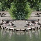 Am Stempflesee in Augsburg ..... eine Spiegelung