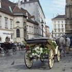 Am stephansplatz fiaker der für eine firmungsfahrt aufgeputzt ist