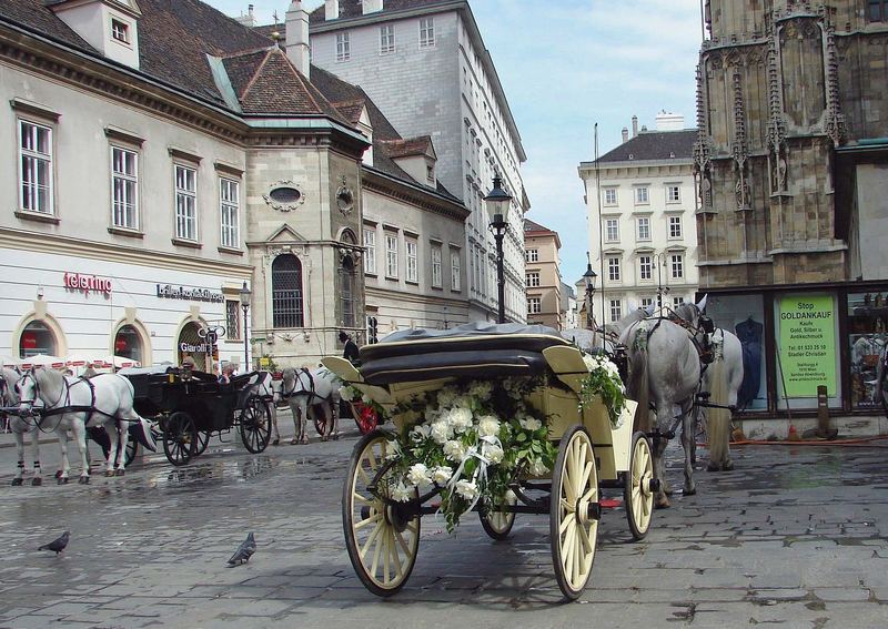 Am stephansplatz fiaker der für eine firmungsfahrt aufgeputzt ist