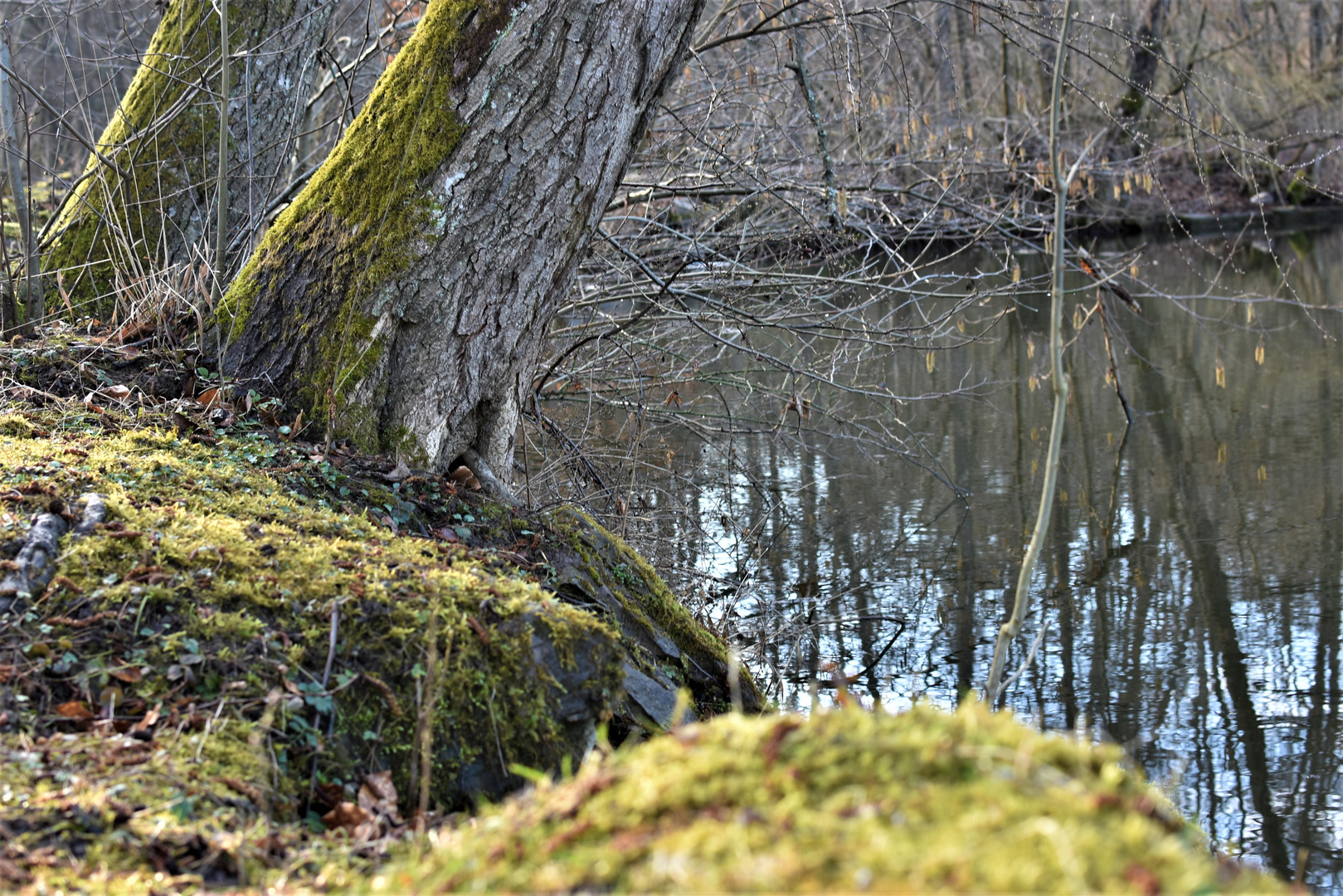 Am stillen Waldsee