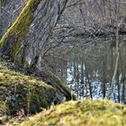 Am stillen Waldsee