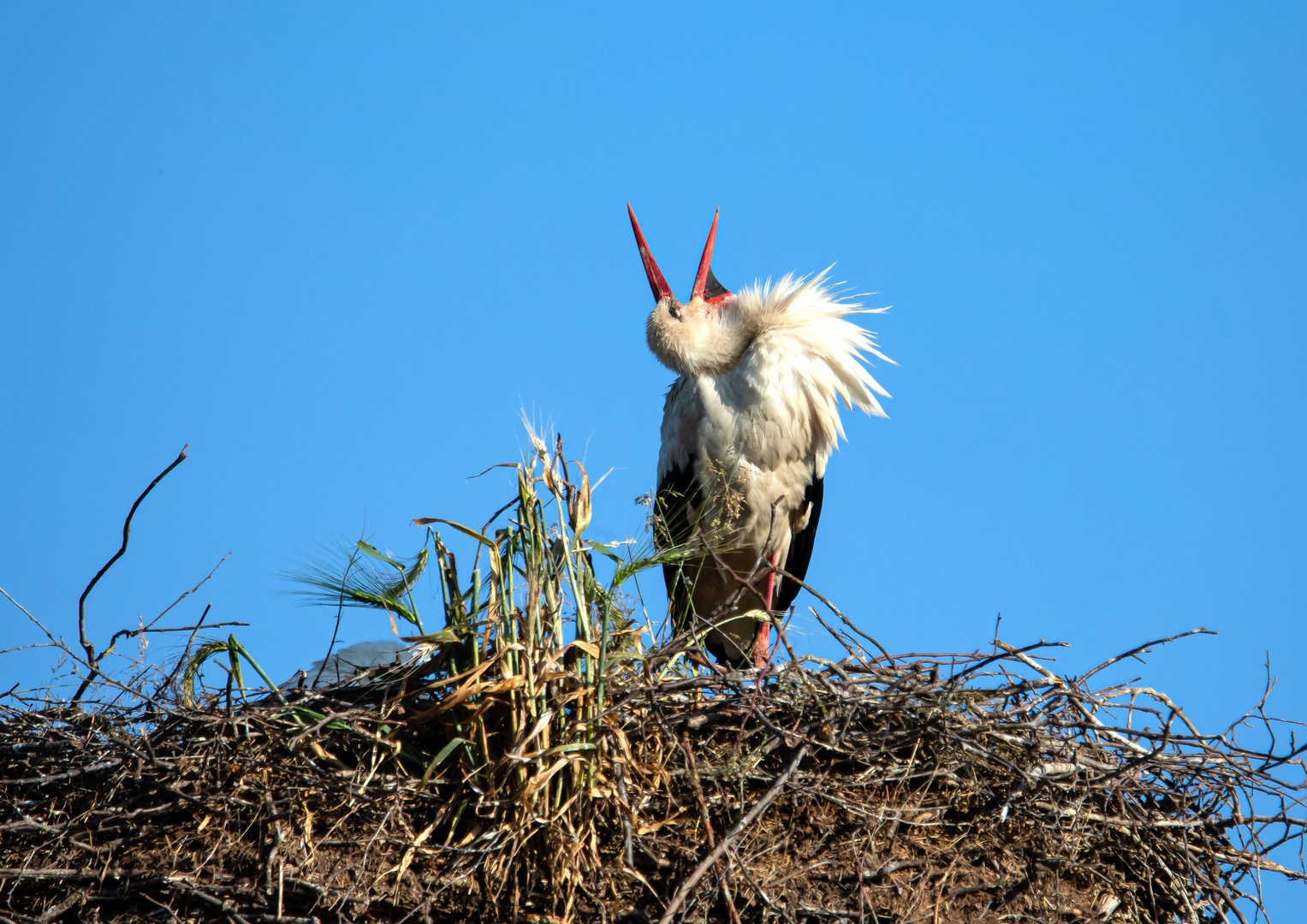 Am Storchennest 2