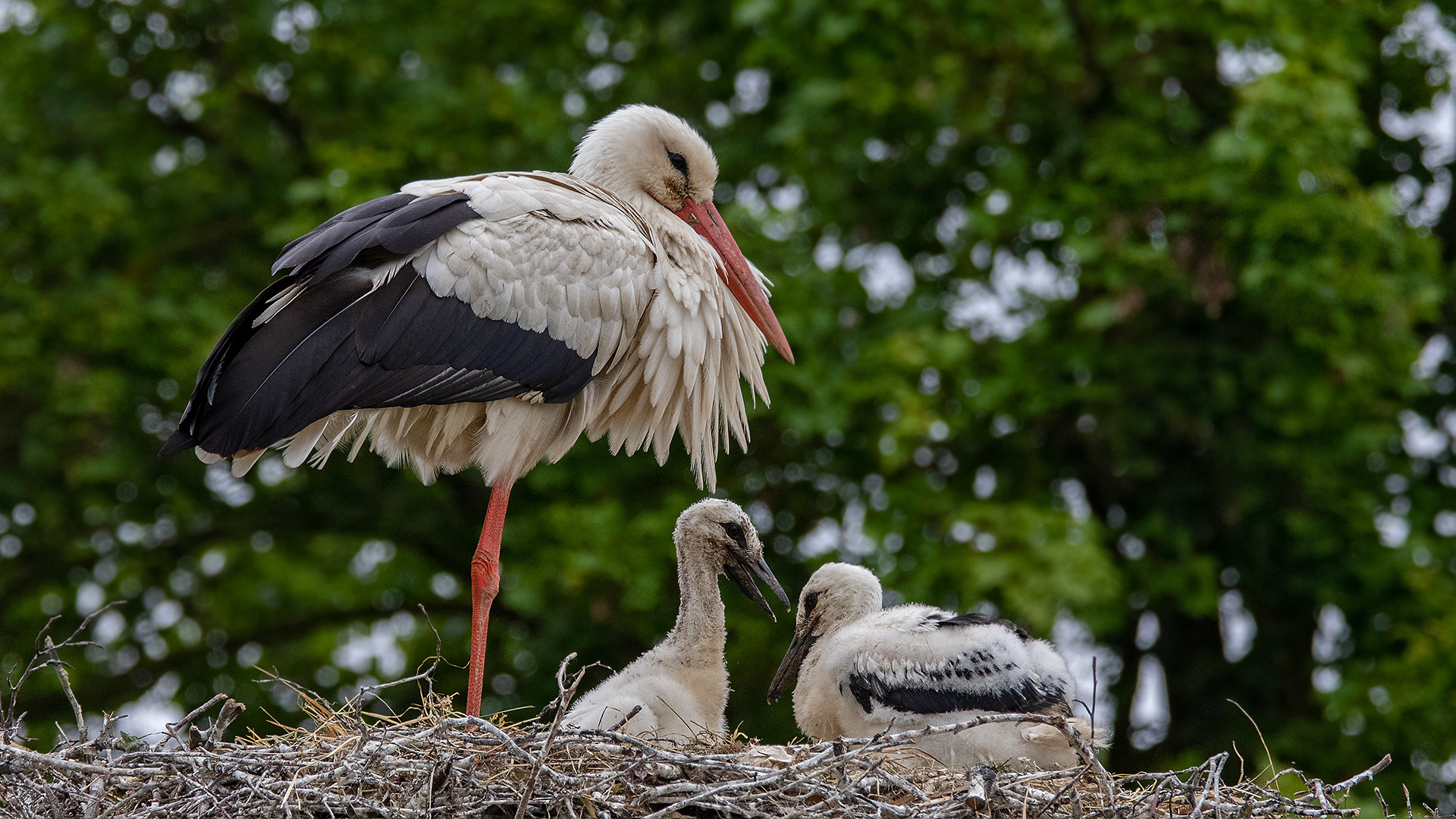 Am Storchennest