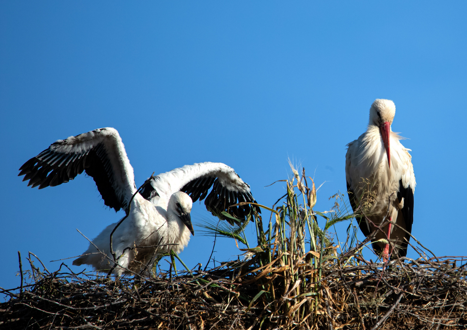 Am Storchennest 