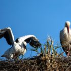 Am Storchennest 