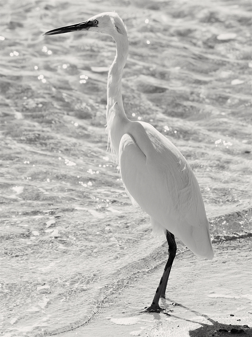 Am Strand 