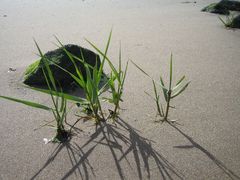 am Strand