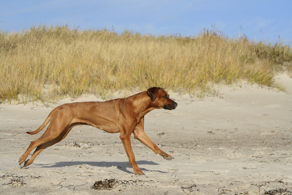 Am Strand