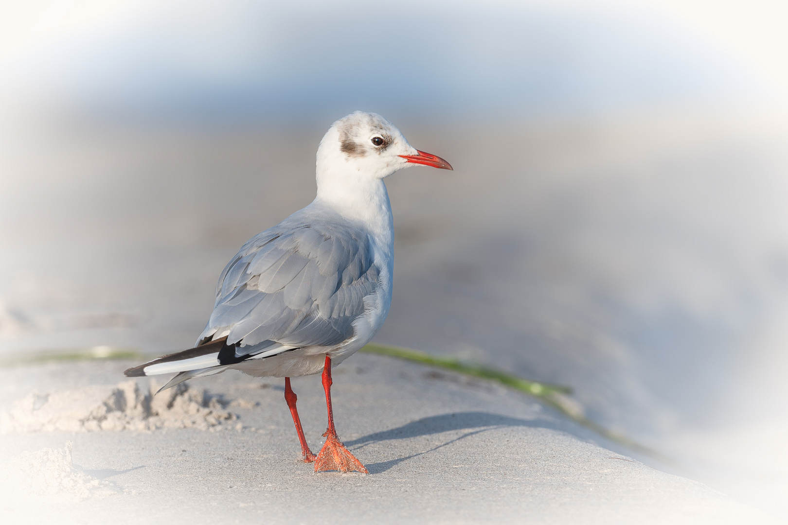 am Strand