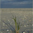 Am Strand...