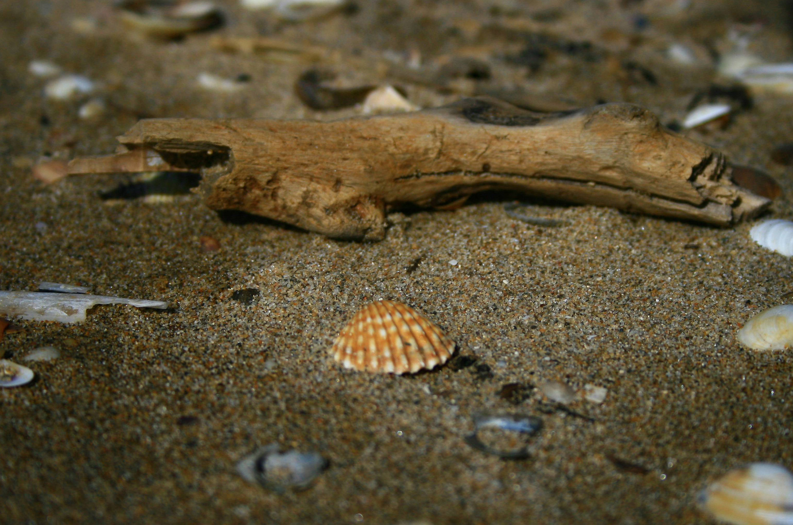 Am Strand auf Motivsuche...