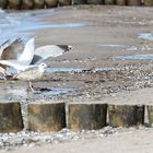 Am Strand