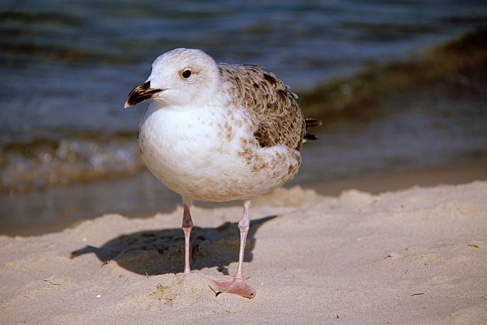 am Strand