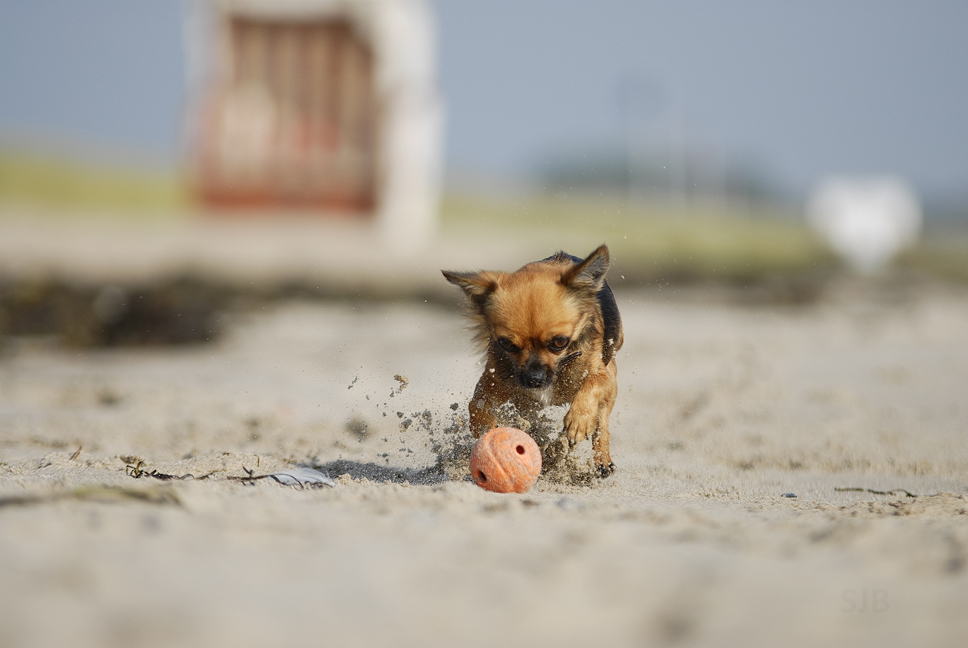 Am Strand Ball spielen...