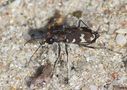 der Sandlaufkäfer (Cicindelinae) am Strand...  von ev@w. 