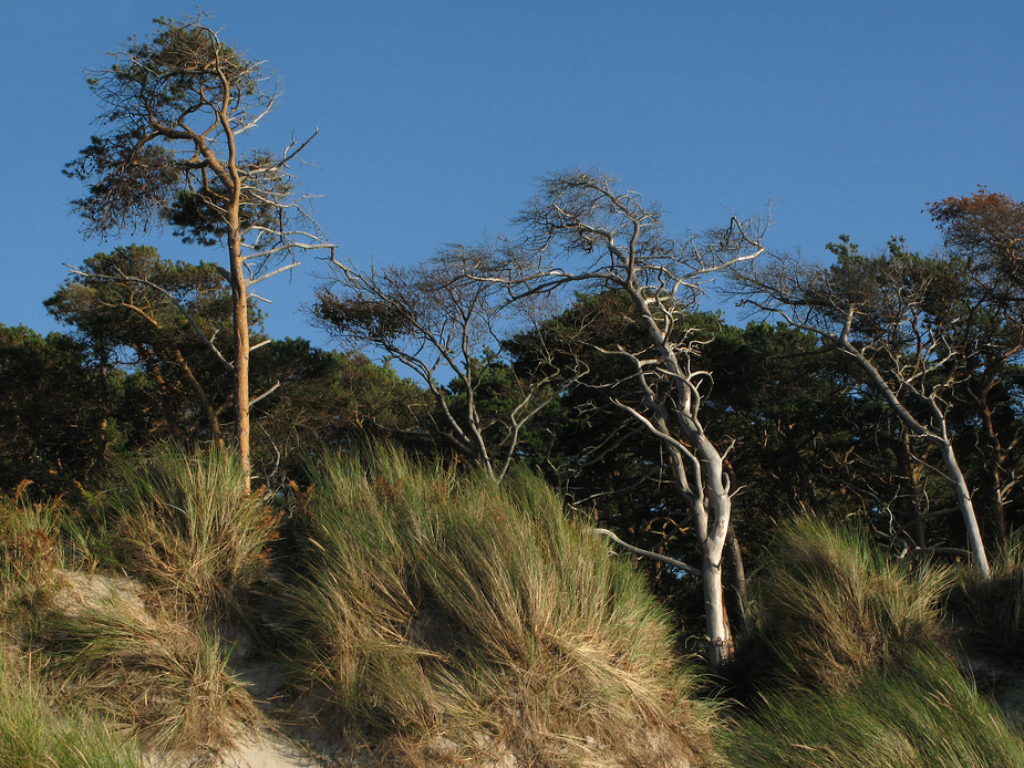 Am Strand bei Ahrenshoop (Zingst)