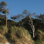 Am Strand bei Ahrenshoop (Zingst)