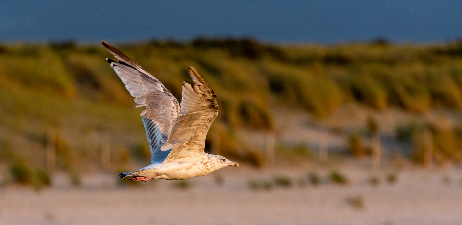 Am Strand bei Kijkduin, 