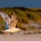 Am Strand bei Kijkduin, 