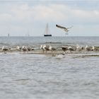 Am Strand bei Laboe (2)