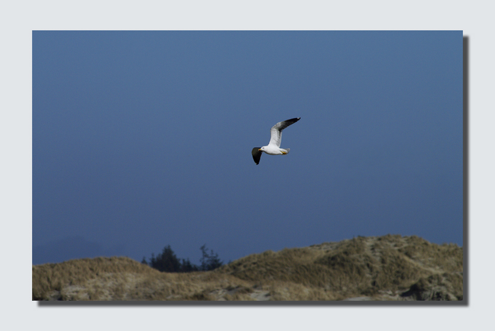 am Strand bei Nebel 9