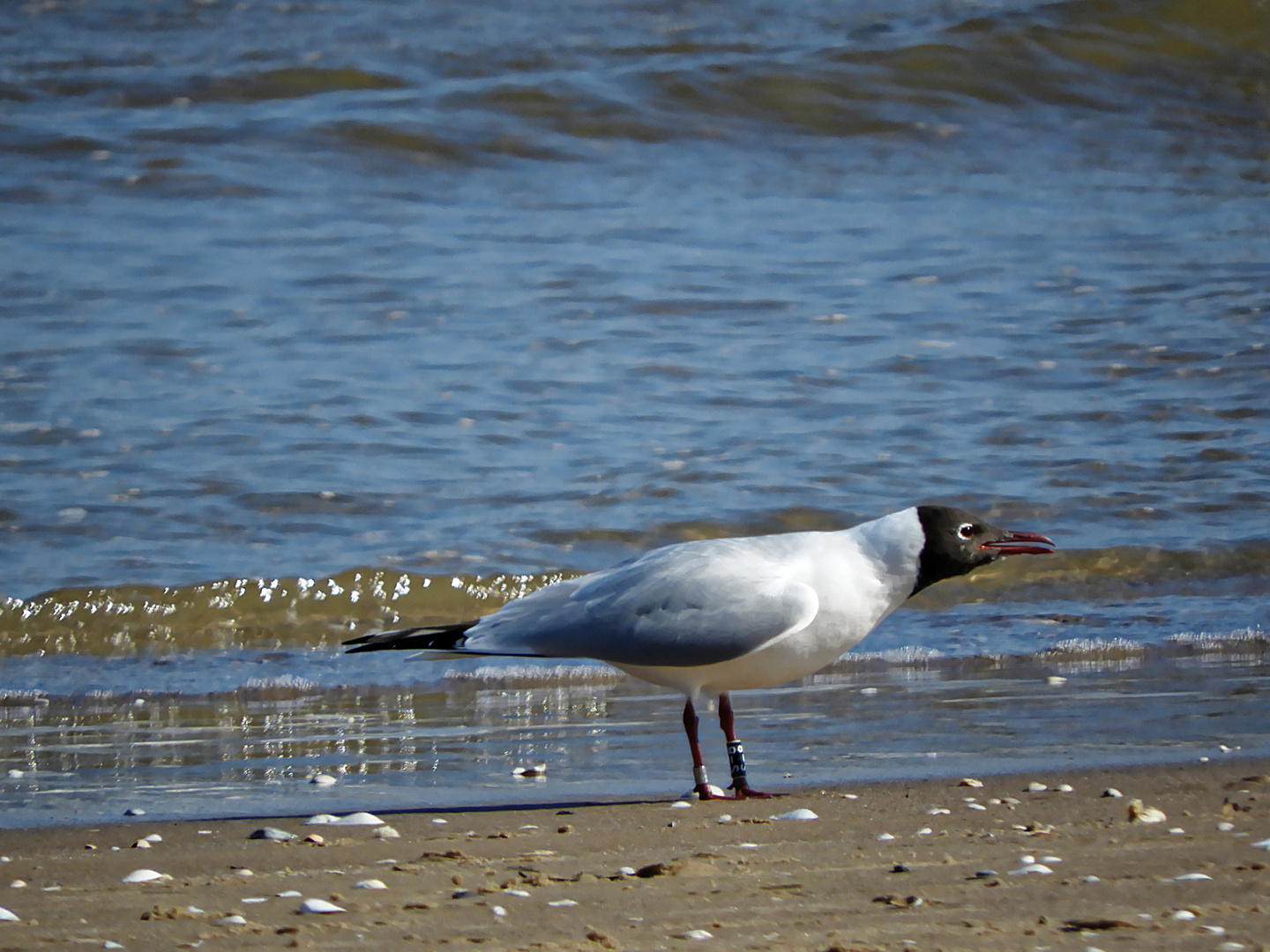 Am Strand bei Swinemünde