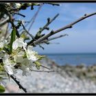 Am Strand bei Vitt....