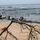 Am Strand bei Zinnowitz