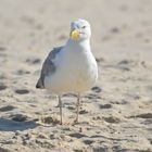 Am Strand bin ich der Boss...