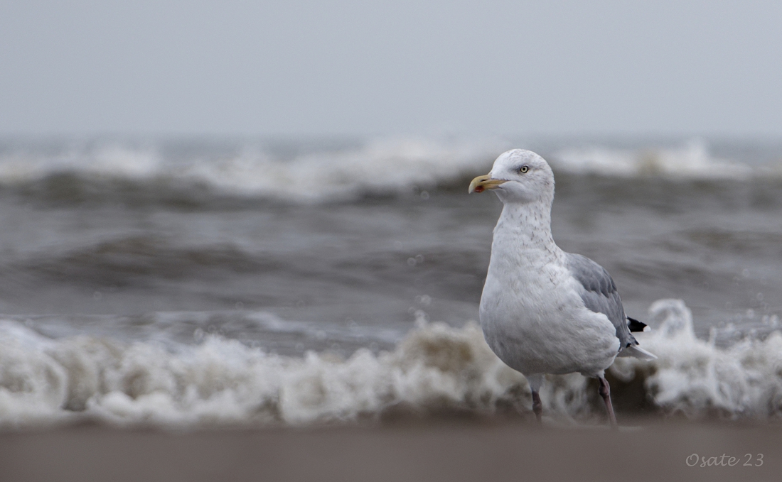 Am Strand