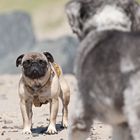 Am Strand da sieht man Möpse!!