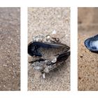 Am Strand, den Sand zwischen den Zehen spüren.