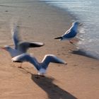 Am Strand der Ostsee