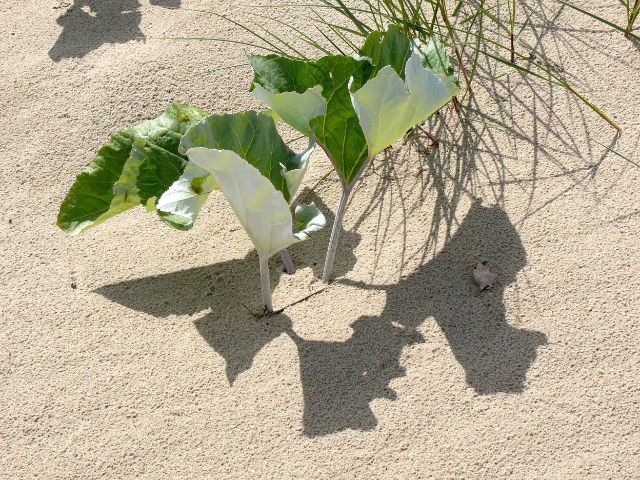 Am Strand der Ostsee