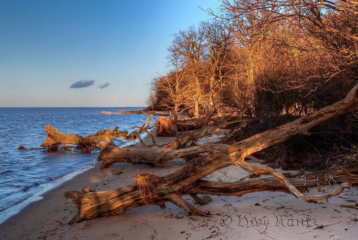 Am Strand der toten Bäume