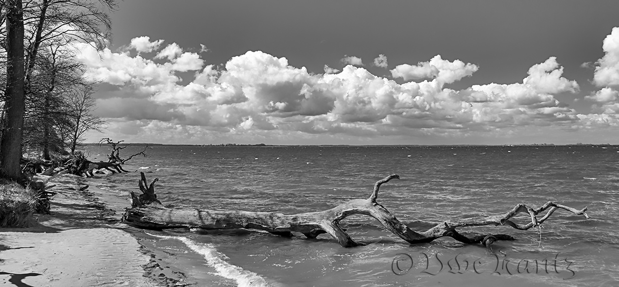 Am Strand der toten Bäume.