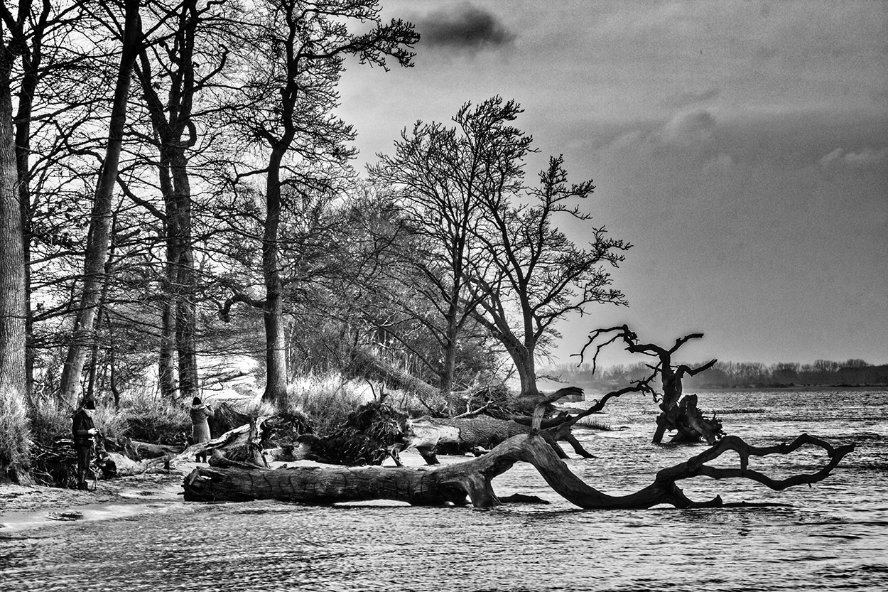 Am Strand der Toten Bäume