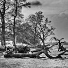 Am Strand der Toten Bäume