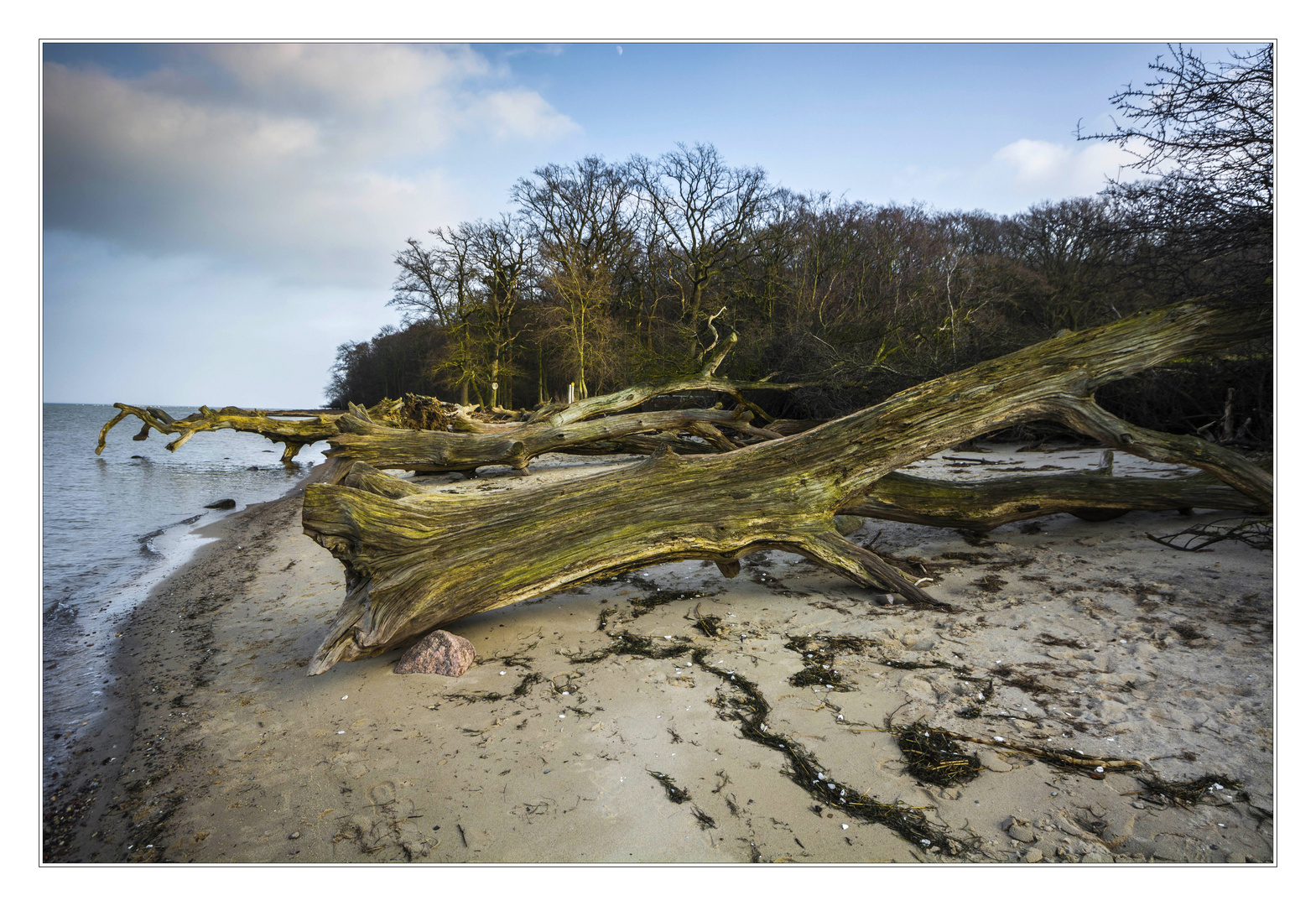 Am Strand der toten grünen Bäume