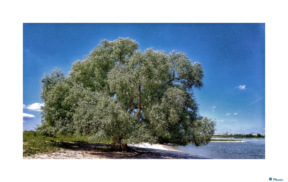 Am Strand der Waal NL