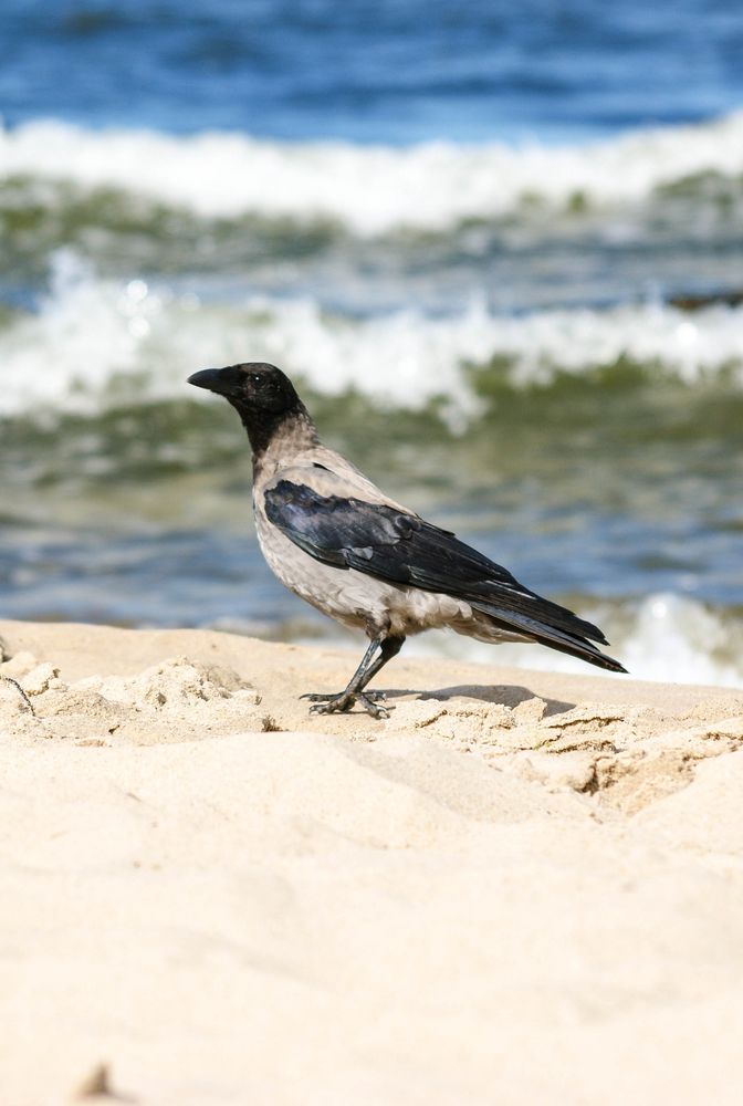 Am Strand