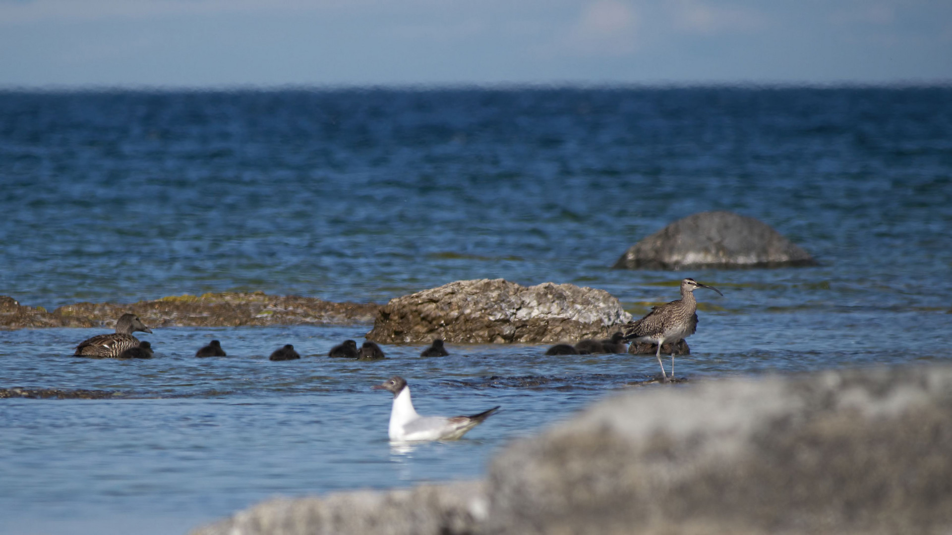 am Strand entdeckt