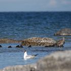 am Strand entdeckt